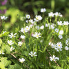 50 Organic CHICKWEED Stellaria Media Starwort Stitchwort White Flower Herb Seeds