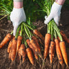 1500 IMPERATOR 58 CARROT Daucus Carota Seeds
