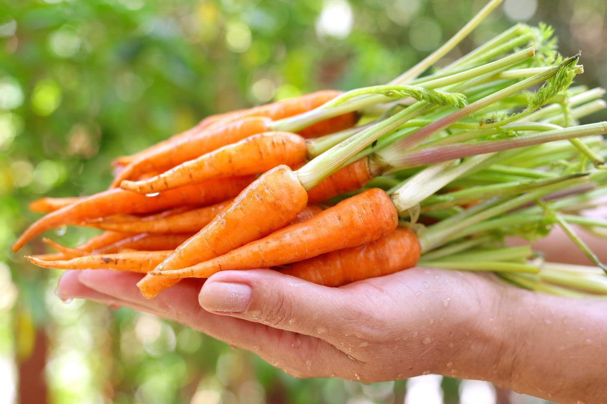 Little Fingers Carrot Seeds – Daucus Carota Vegetable