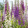 Foxglove Excelsior Mix Seeds – Digitalis Purpurea Mixed Colors Flower – photo 2