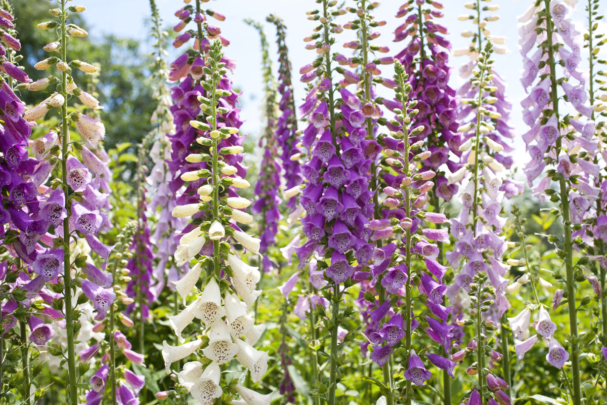 Foxglove Excelsior Mix Seeds – Digitalis Purpurea Mixed Colors Flower – photo 2