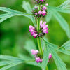 100 Pink CHINESE MOTHERWORT Leonurus Japonicus Siberian Honey Herb Flower Seeds