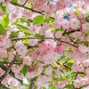 10 Japanese MOUNTAIN CHERRY Hill Cherry Prunus Serrulata Spontanea Pink & White Flowers Red Fruit Tree Seeds