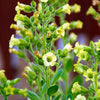 250 AZTEC TOBACCO Midewiwan Sacred Nicotiana Rustica Yellow Flower Herb Seeds