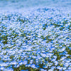 250 BABY BLUE EYES Nemophila Menziesii Fragrant Butterfly Flower Seeds