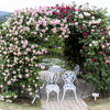 5 PINK CLIMBING ROSE Rosa Bush Vine Climber Fragrant Butterfly Flower Seeds
