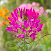 200 MAUVE QUEEN CLEOME Spinosa Hassleriana Purple Pink Spider Flower Seeds