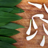 20 RAMP / WILD LEEK Allium Tricoccum Ramps Vegetable Herb White Shade Flower Seeds