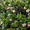 20 BEARBERRY Arctostaphylos Uva-Ursi Kinnikinnick Pinemat Manzanita Flower Seeds