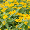 15 MOUNTAIN ARNICA Montana Wolf's Bane Yellow Flower Herb Seeds