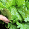 3000 ICEBERG HEAD LETTUCE Lactuca Sativa Vegetable Seeds