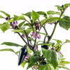 40 Organic PURPLE JALAPENO PEPPER Capsicum Annuum Hot Mexican Chili Vegetable Seeds
