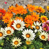 30 Mixed Colors GAZANIA Rigens Treasure Flower Seeds