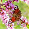 5 DWARF RUSSIAN ALMOND Prunus Tenella Rose Red Pink Fragrant Flower Shrub Seeds