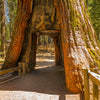 40 GIANT SEQUOIA Sequoiadendron Giganteum Sierra Redwood Tree Seeds