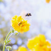 10 Yellow Lady Stratheden GEUM Chiloense Flower Seeds