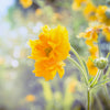 10 Yellow Lady Stratheden GEUM Chiloense Flower Seeds