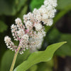 10 SOLOMON'S SPIKE White Western False Seal Maianthemum Racemosum Flower Seeds