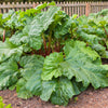 25 VICTORIA RHUBARB aka Pieplant Rheum Rhabarbarum Perennial Fruit Vegetable Seeds