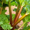 25 GLASKINS PERPETUAL RHUBARB (Pieplant) Rheum Rhabarbarum Fruit Vegetable Seeds