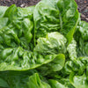 3000 LITTLE GEM LETTUCE Small Romaine Butterhead Lactuca Sativa Vegetable Seeds