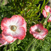 Mixed Colors Shirley Poppy (