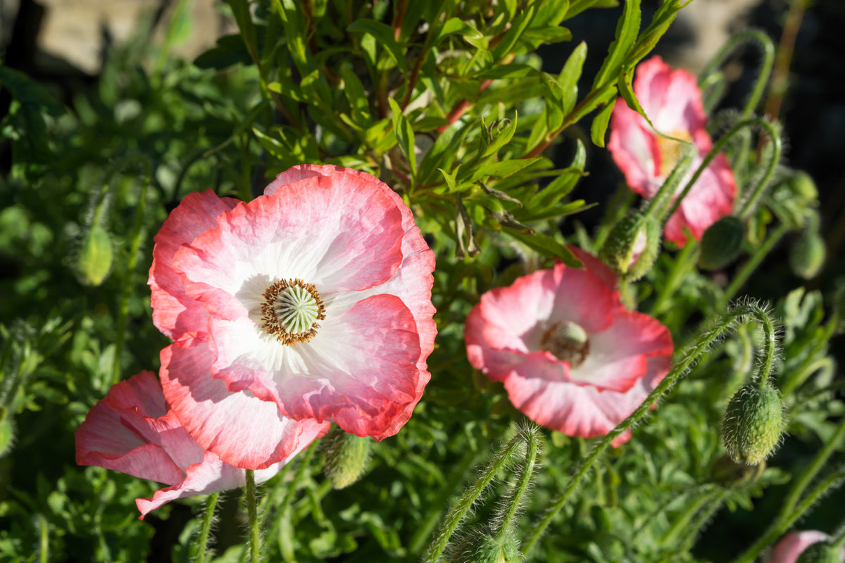 Mixed Colors Shirley Poppy (