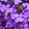 1500 DAMES ROCKET (Danask Violet) Hesperis Matronalis Dame's Purple Flower Seeds