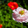 100 MOTHER Of PEARL POPPY Mix Papaver Rhoeas Shirley Flower Seeds Mixed Colors