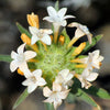 100 LARGE FLOWERED PHLOX Collomia Grandiflora Flower Seeds