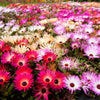 Mixed Colors Ice Plant ( Mesembryanthemum Daisy / Livingstone Daisy ) Dorotheanthus Bellidiformis Flower Seeds – photo 7