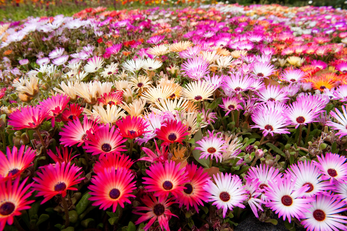 Mixed Colors Ice Plant ( Mesembryanthemum Daisy / Livingstone Daisy ) Dorotheanthus Bellidiformis Flower Seeds – photo 7