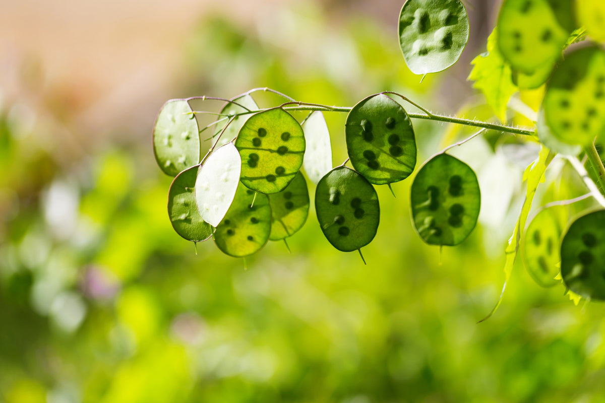 Lunaria Biennis ( Money Plant / Silver Dollar / Honesty / Moonwort ) Flower Seeds – photo 16