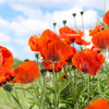 500 ORIENTAL RED Mix POPPY Papaver Orientale Flower Seeds