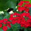 50 SCARLET VERBENA Red Nana Compacta Fragrant Flower Seeds