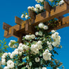 5 WHITE CLIMBING ROSE Rosa Bush Vine Climber Fragrant Butterfly Flower Seeds
