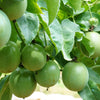 Purple Passion Flower Passion Fruit Granadilla Passiflora Incarnata Vine Seeds – photo 2