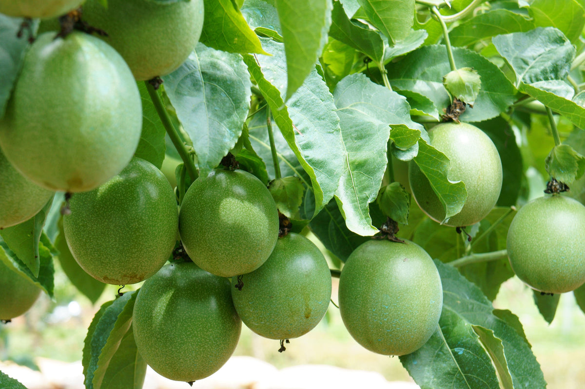 Purple Passion Flower Passion Fruit Granadilla Passiflora Incarnata Vine Seeds – photo 2