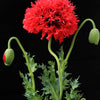 Red Oase Peony Poppy Seeds – Papaver Peoniflorum Double Flower – photo 8