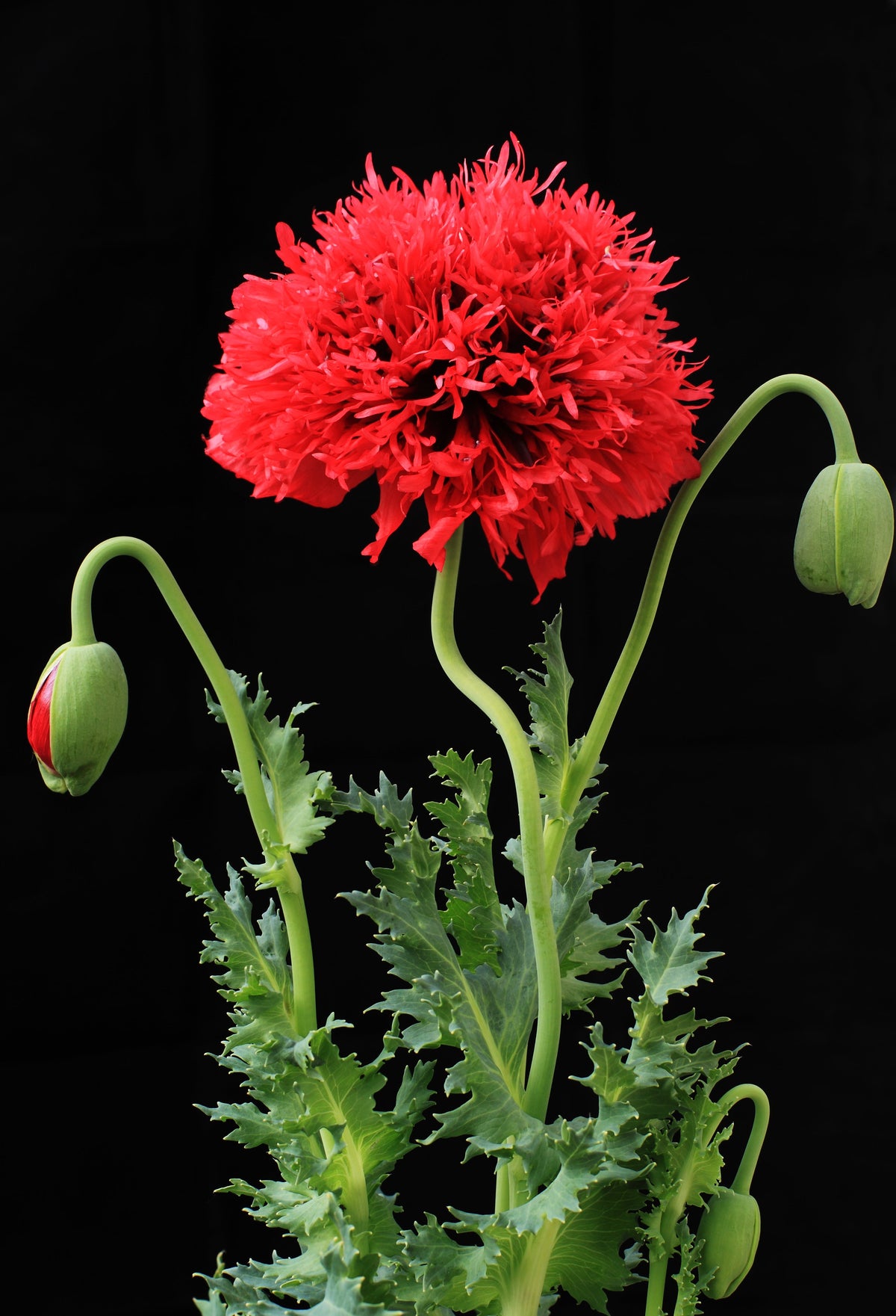Red Oase Peony Poppy Seeds – Papaver Peoniflorum Double Flower – photo 8
