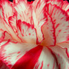 50 Avranchin RED & WHITE CARNATION Dianthus Caryophyllus Chabaud Flower Seeds