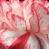 50 PICOTEE MIX CARNATION Dianthus Caryophyllus Double Bicolor Striped Flower Seeds