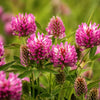 Red Clover Seeds – Monarchs Trifolium Pratense Rose Mauve Flower Ground Cover