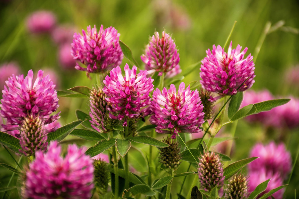 Red Clover Seeds – Monarchs Trifolium Pratense Rose Mauve Flower Ground Cover