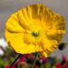 20 Yellow WELSH POPPY Meconopsis Papaver Cambricum Perennial Shade Flower Seeds