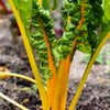 40 YELLOW CANARY SWISS CHARD Beta Vulgaris Perpetual Spinach Vegetable Seeds