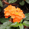 10 ORANGE MARMALADE CROSSANDRA Infundibuliformis Firecracker Flower Houseplant Seeds