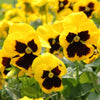 50 YELLOW & BROWN PANSY Swiss Giant Violet Viola Wittrockiana Flower Seeds