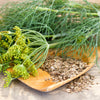 2500 BOUQUET DILL Anethum Graveolens Herb Flower Seeds