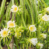 20 PURPLE DRAGON FRUIT (Pitaya / Pitahaya / Strawberry Pear) Hylocereus Undatus Cactus Seeds